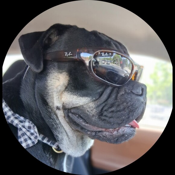 bullpugs